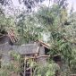 Kondisi rumah warga yang tertimpa pohon di Kabupaten Purworejo, Jawa Tengah. (Foto. Fauzi)
