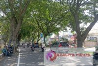 Pohon disepanjang Jalan Sukarno Hatta (Soehat), Kota Malang, Jawa Timur. (Foto Andy/realitapublik.id);