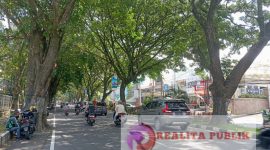 Pohon disepanjang Jalan Sukarno Hatta (Soehat), Kota Malang, Jawa Timur. (Foto Andy/realitapublik.id);