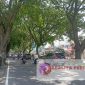 Pohon disepanjang Jalan Sukarno Hatta (Soehat), Kota Malang, Jawa Timur. (Foto Andy/realitapublik.id);