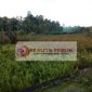 Lahan tidur yang akan dijadikan lahan persawahan di Gampong Ladang, Kecamatan Samatiga, Kabupaten Aceh Barat. (Foto: Muhibbul Jamil/realitapublik.id)
