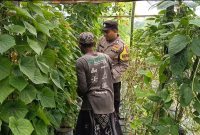 Bripka Rendra Wahyu Krisdianto saat di lokasi Pekarangan Pangan Bergizi milik warga di Desa Kebotohan, Kecamatan Kraton, Kota Pasuruan, Jatim.(Foto: Koko/realitapublik.id)