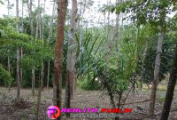 Kebun karet di Tiyuh Gunung Katun Tanjungan, Kecamatan Tulang Bawang Udik, Kabupaten Tulang Bawang Barat (Tubaba). (Photo: Rodi Sandra/realitapublik.id) 