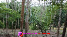 Kebun karet di Tiyuh Gunung Katun Tanjungan, Kecamatan Tulang Bawang Udik, Kabupaten Tulang Bawang Barat (Tubaba). (Photo: Rodi Sandra/realitapublik.id) 