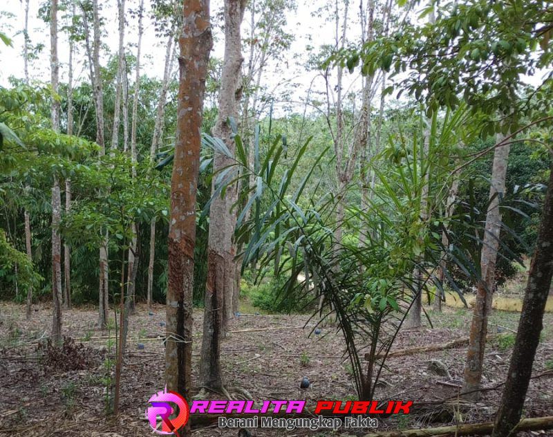Kebun karet di Tiyuh Gunung Katun Tanjungan, Kecamatan Tulang Bawang Udik, Kabupaten Tulang Bawang Barat (Tubaba). (Photo: Rodi Sandra/realitapublik.id) 
