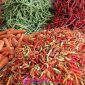 Oplus_16908288