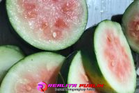 Semangka Yang belum waktunya masak tetap disajikan dan teriris tipis