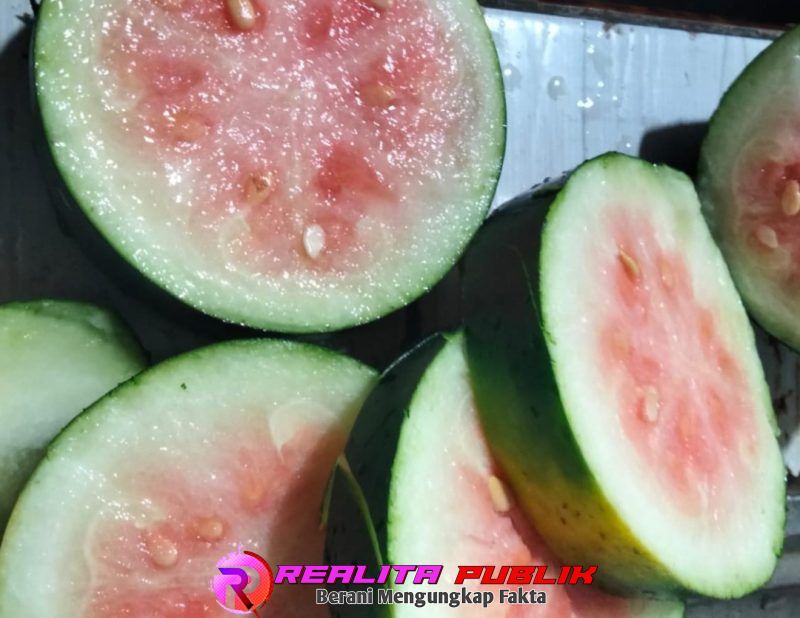 Semangka Yang belum waktunya masak tetap disajikan dan teriris tipis