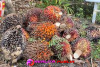 Barang bukti yang diamankan polisi. 