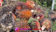 Barang bukti yang diamankan polisi. 