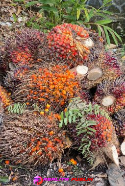 berita-rekomendasi-foto