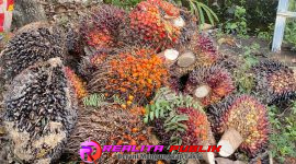 Barang bukti yang diamankan polisi. 