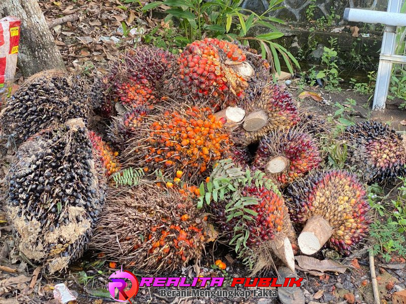 Barang bukti yang diamankan polisi. 