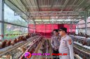 Inspiratif, Bhabinkamtibmas di PALI Sukses Rintis Ternak Ayam Petelur untuk Edukasi Warga 