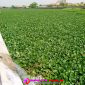 Oplus_16908288